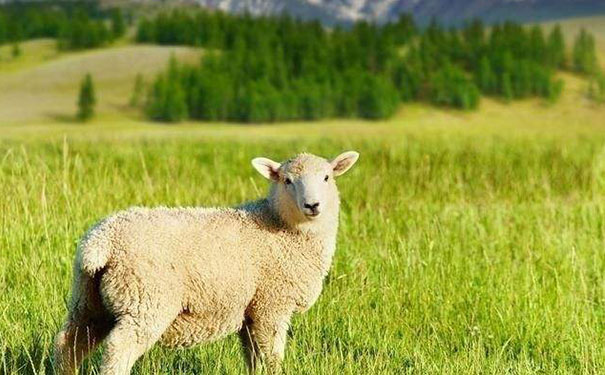 属羊2022年运势及运程2023-07-05不同年份出生